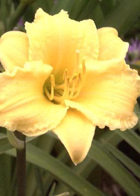 Hemerocallis 'Play Money'